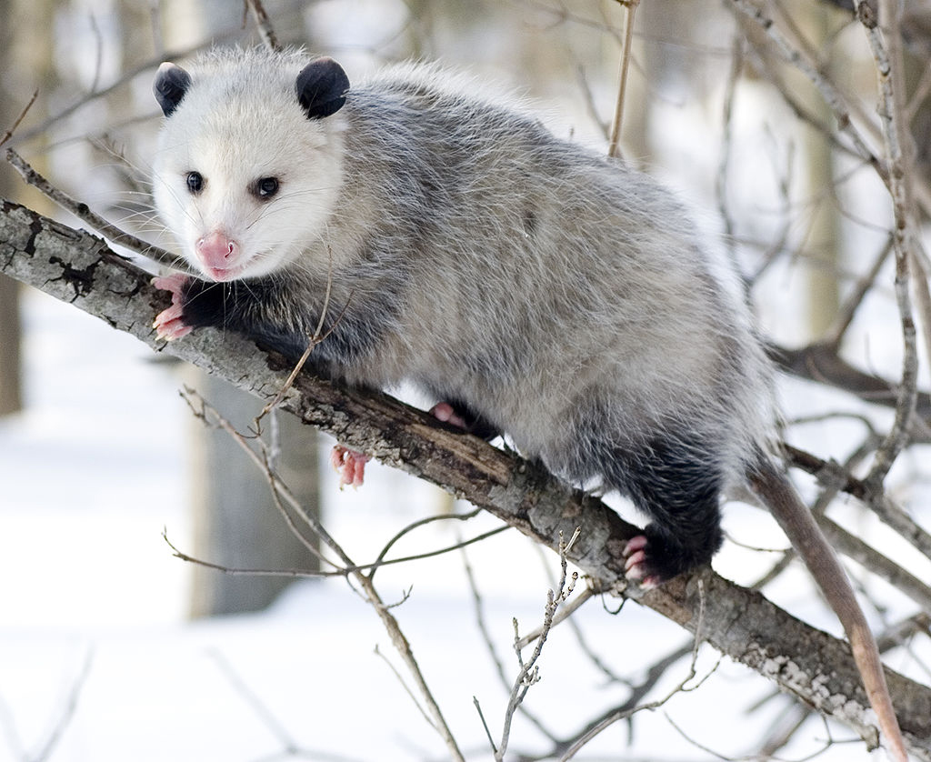 The Magic of Opossum Sightings